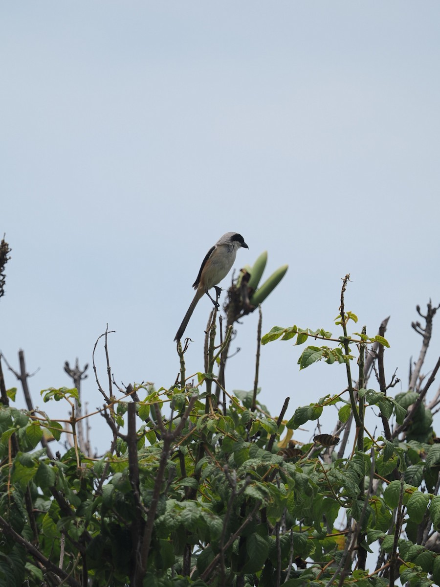 Long-tailed Shrike - ML619606417