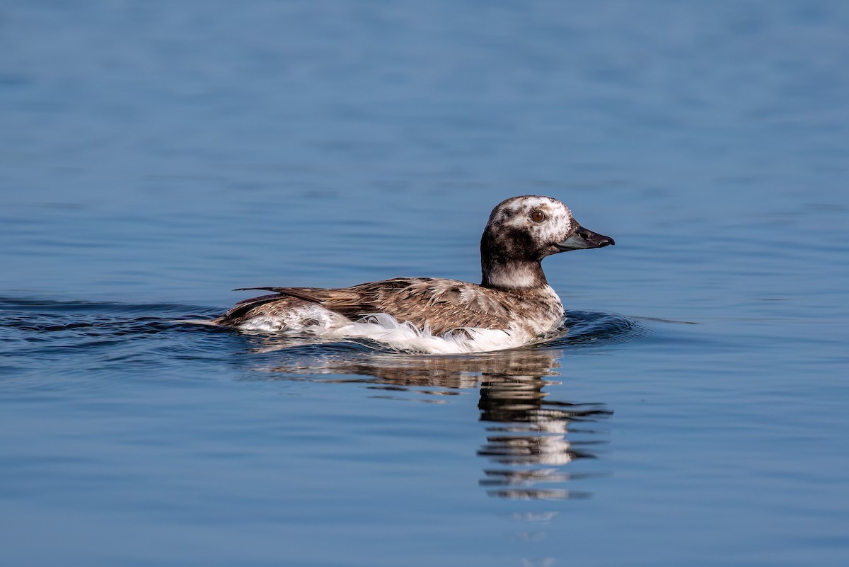 Long-tailed Duck - ML619606437