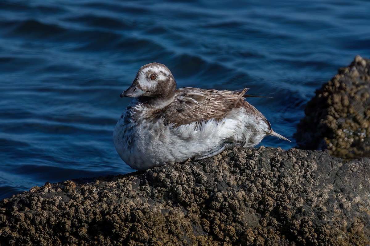Long-tailed Duck - ML619606439