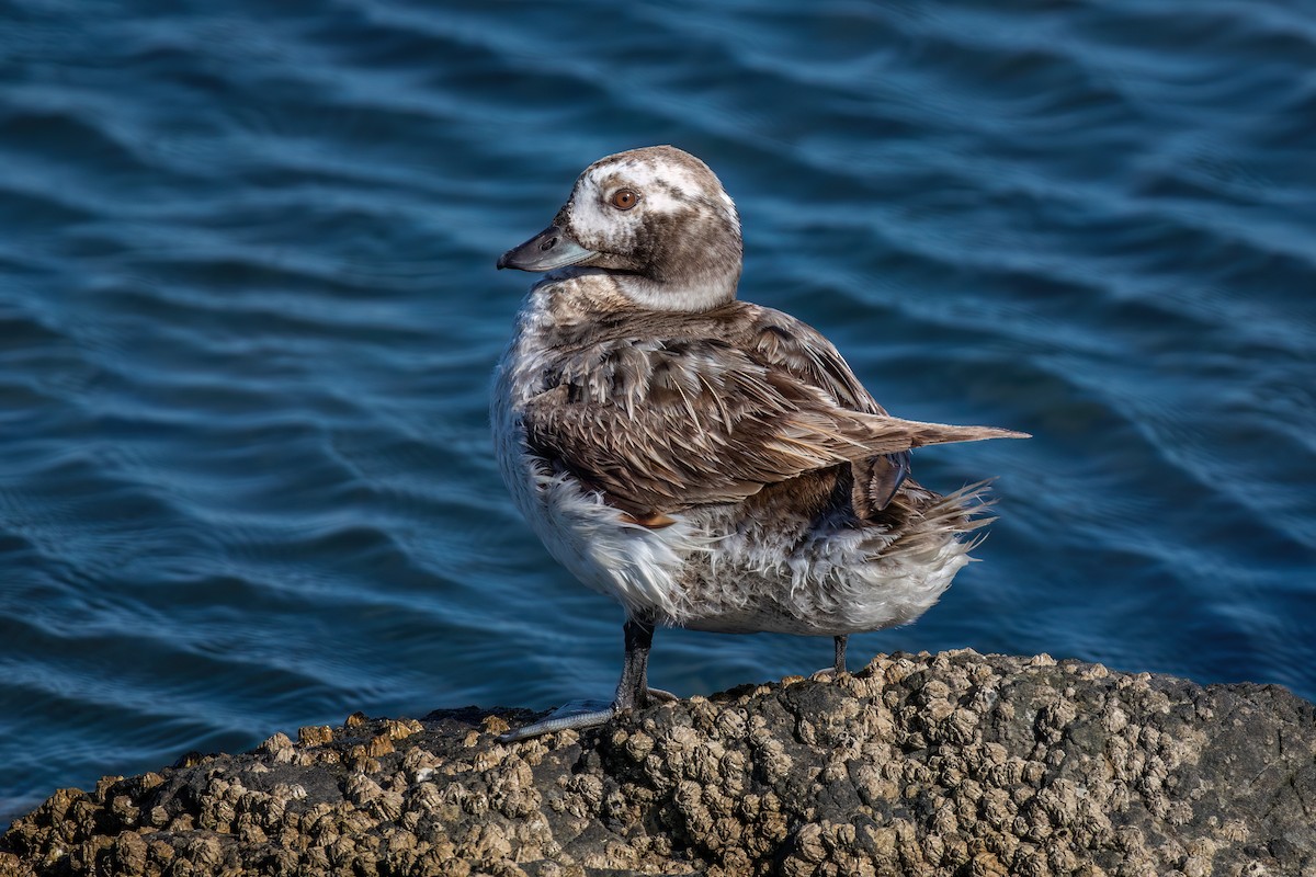 Long-tailed Duck - ML619606440
