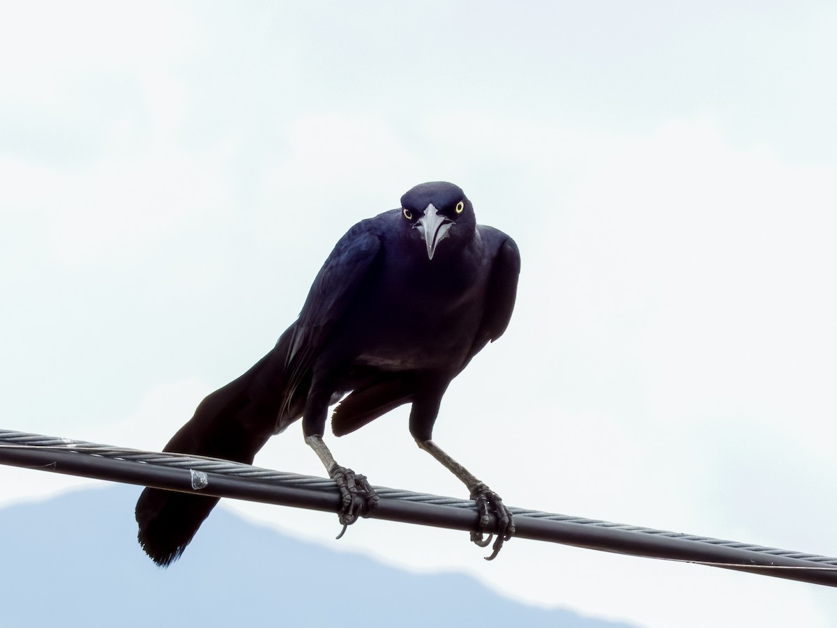 Great-tailed Grackle - ML619606473