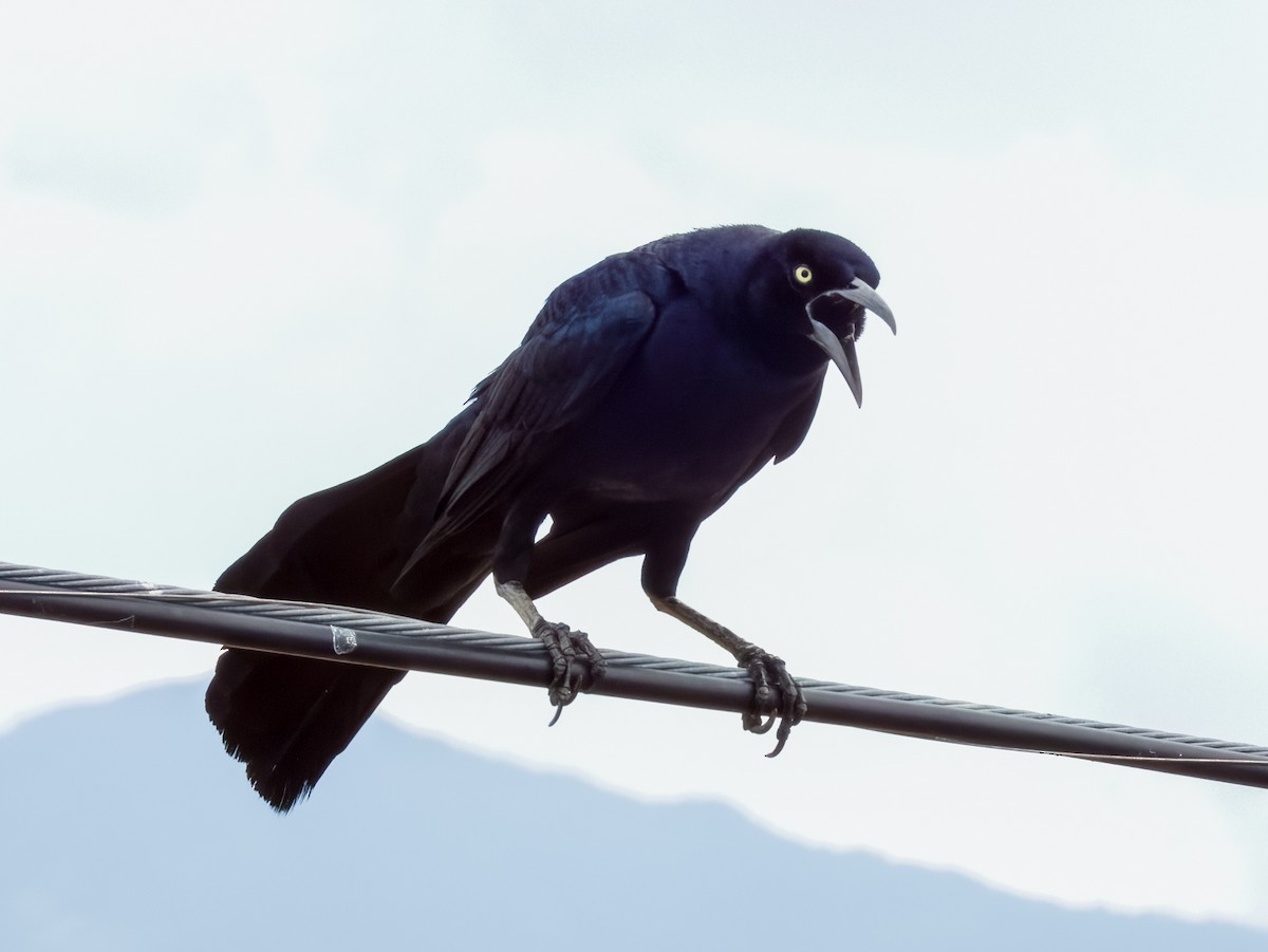 Great-tailed Grackle - ML619606474
