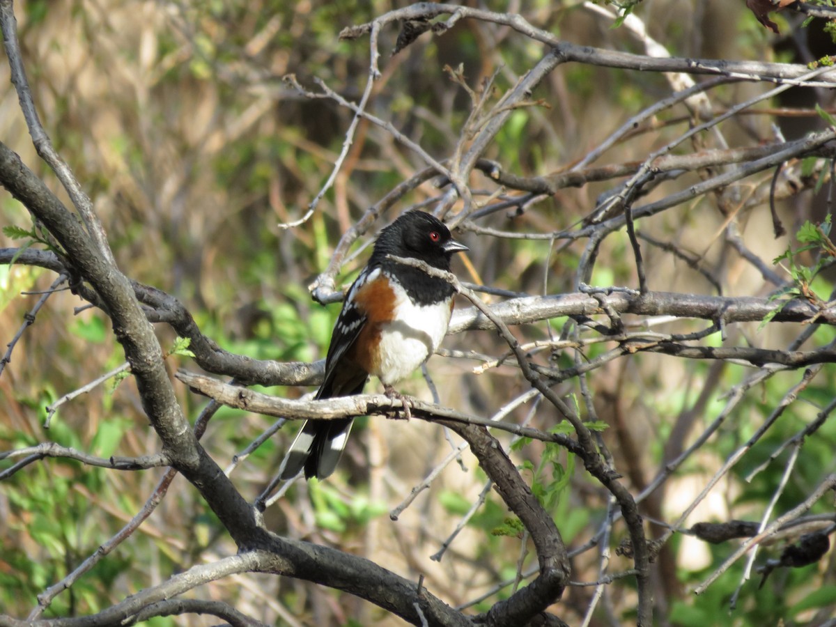 Spotted Towhee - ML619606481