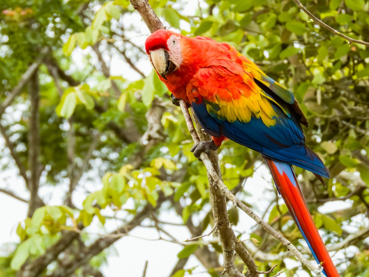 Scarlet Macaw - ML619606596