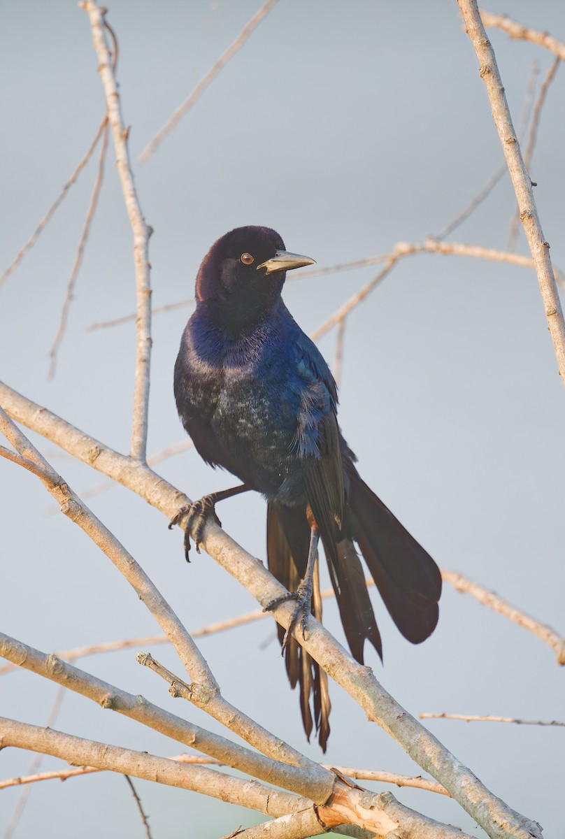 Boat-tailed Grackle - ML619606634