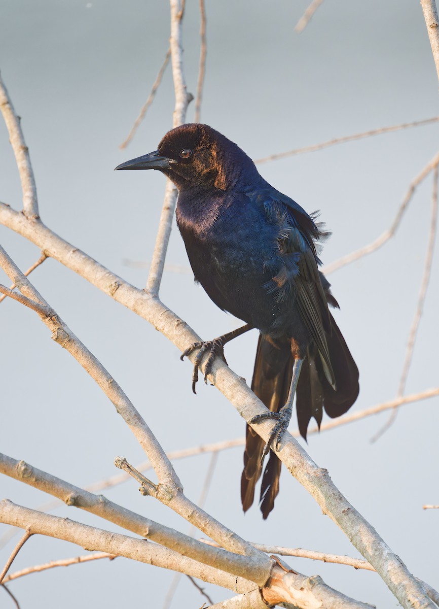 Boat-tailed Grackle - ML619606635