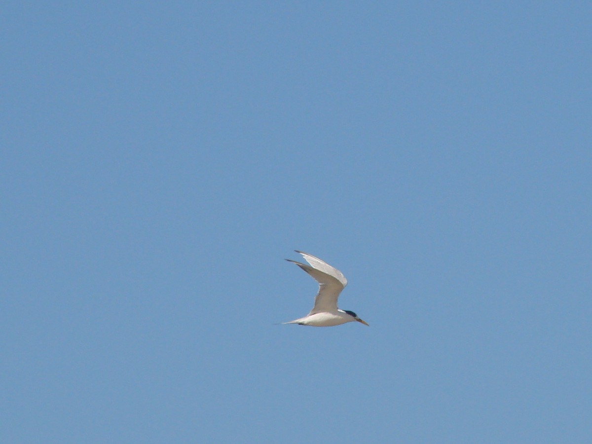 Great Crested Tern - ML619606674