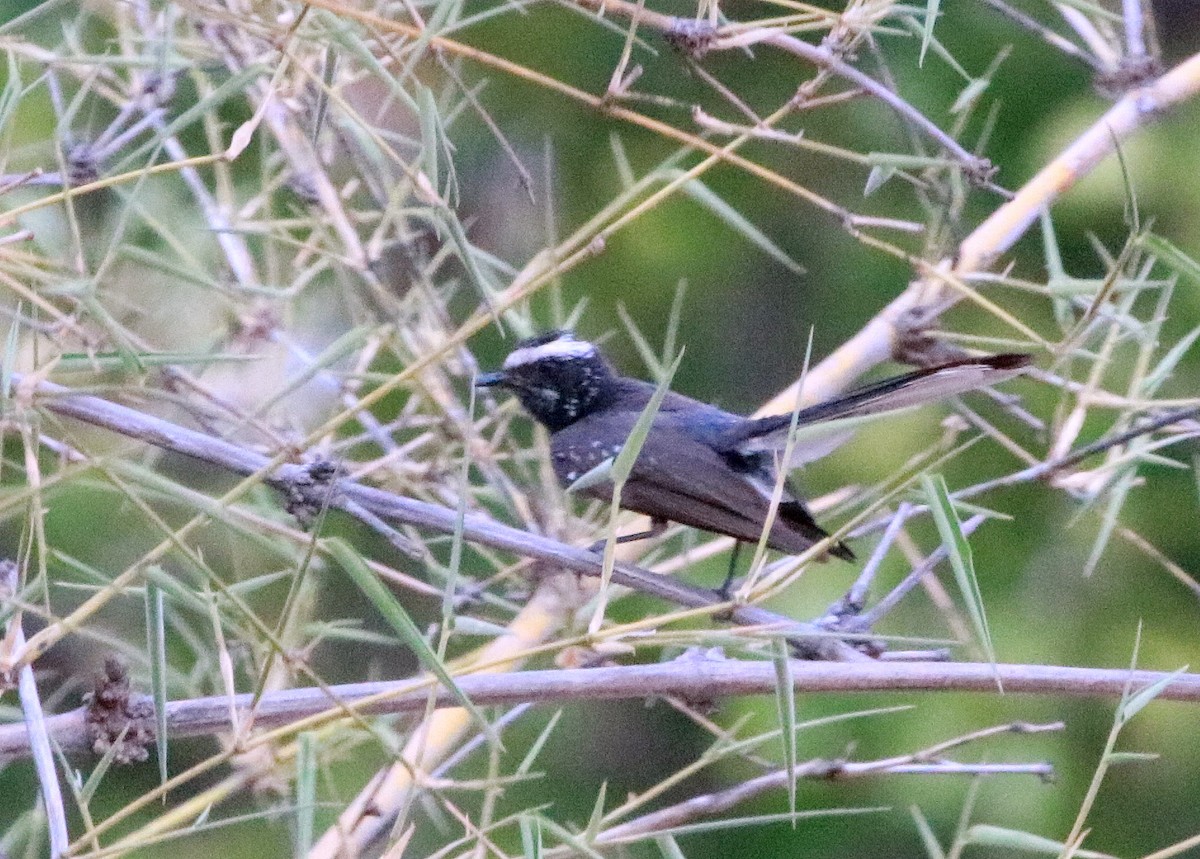 White-browed Fantail - ML619606680
