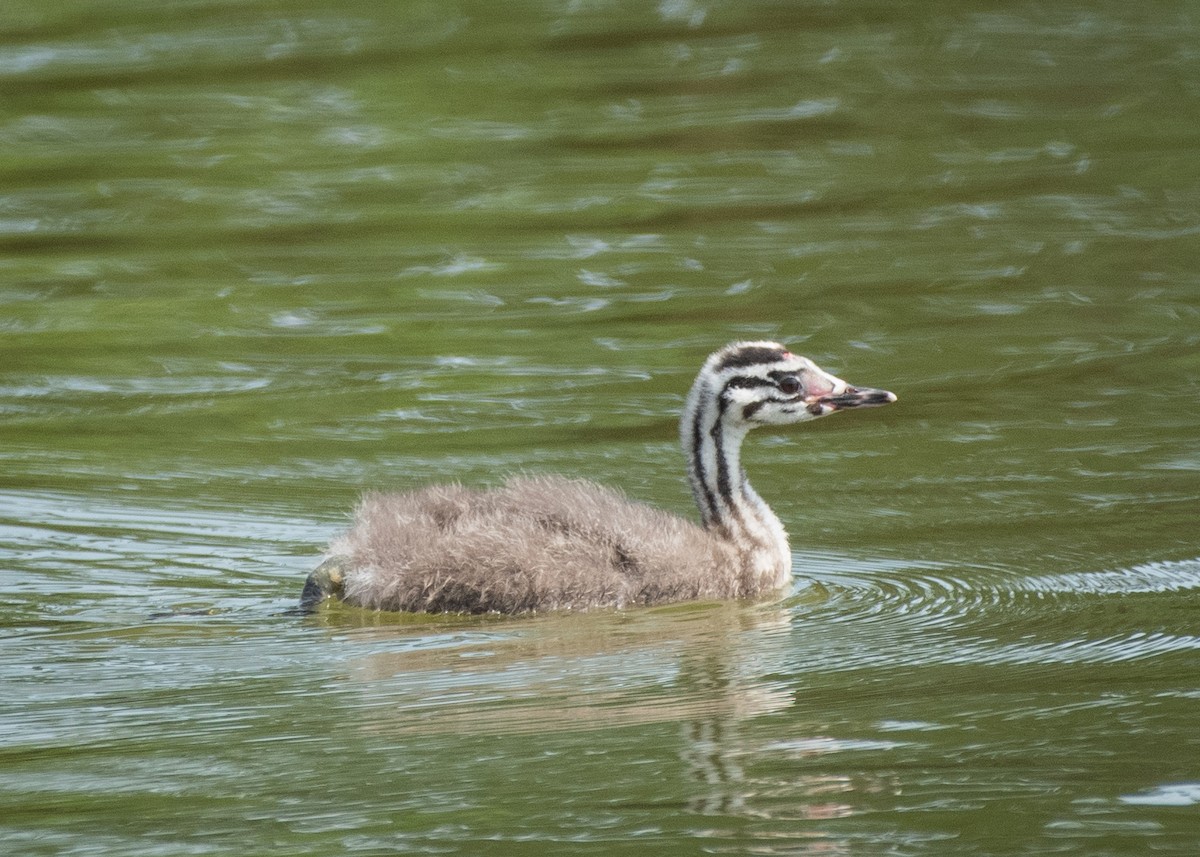 Great Crested Grebe - ML619606724