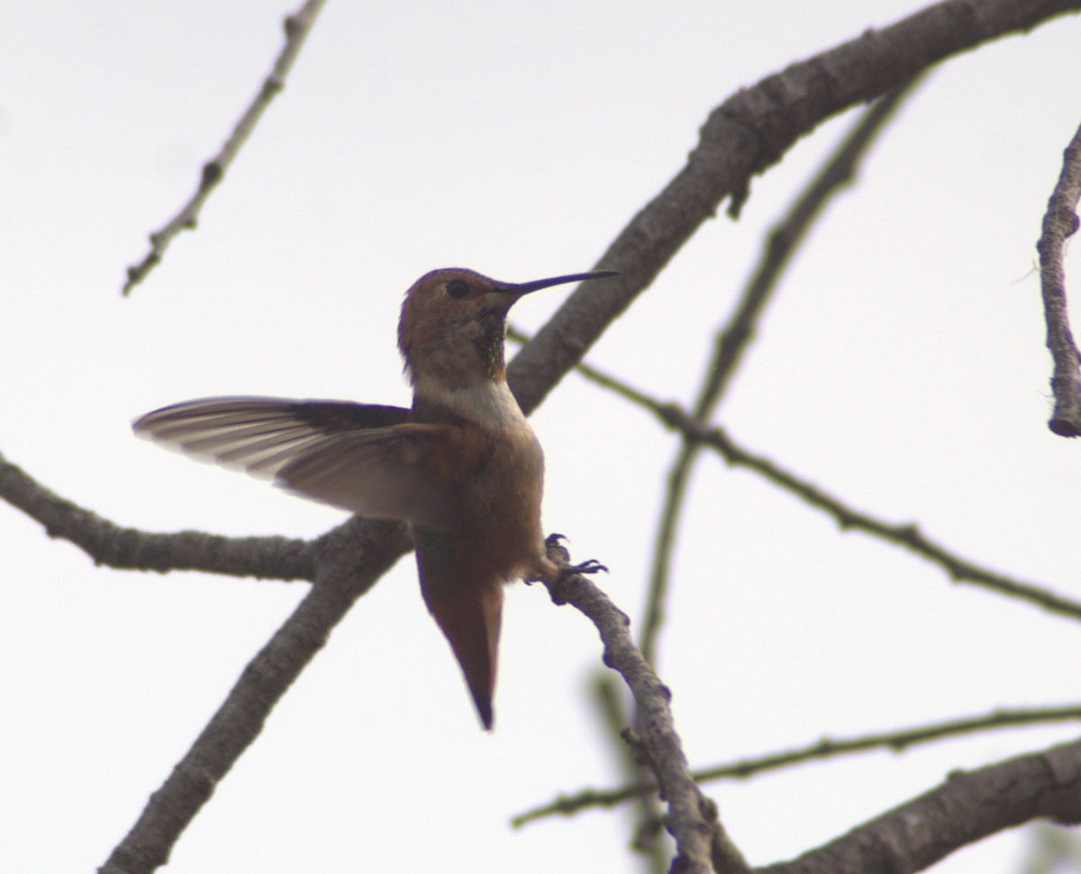 Rufous/Allen's Hummingbird - ML619606747
