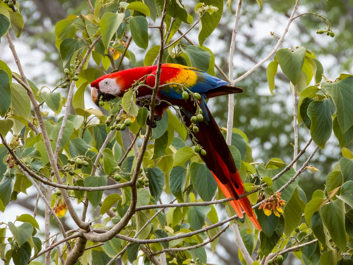 Scarlet Macaw - ML619606763