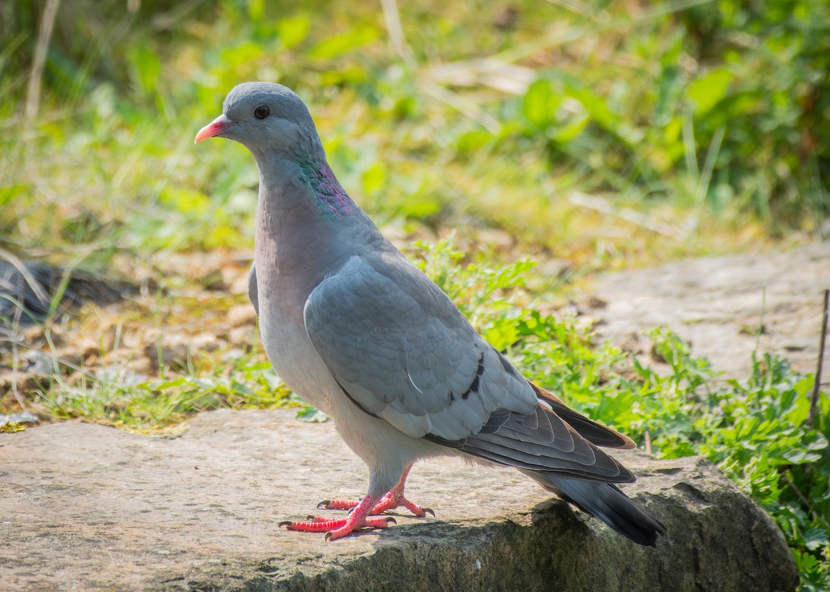 Pigeon colombin - ML619606784