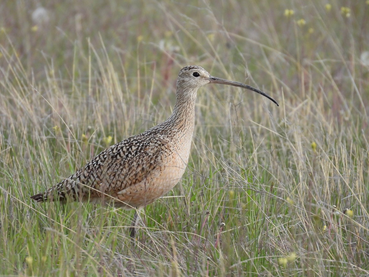 Long-billed Curlew - ML619606786