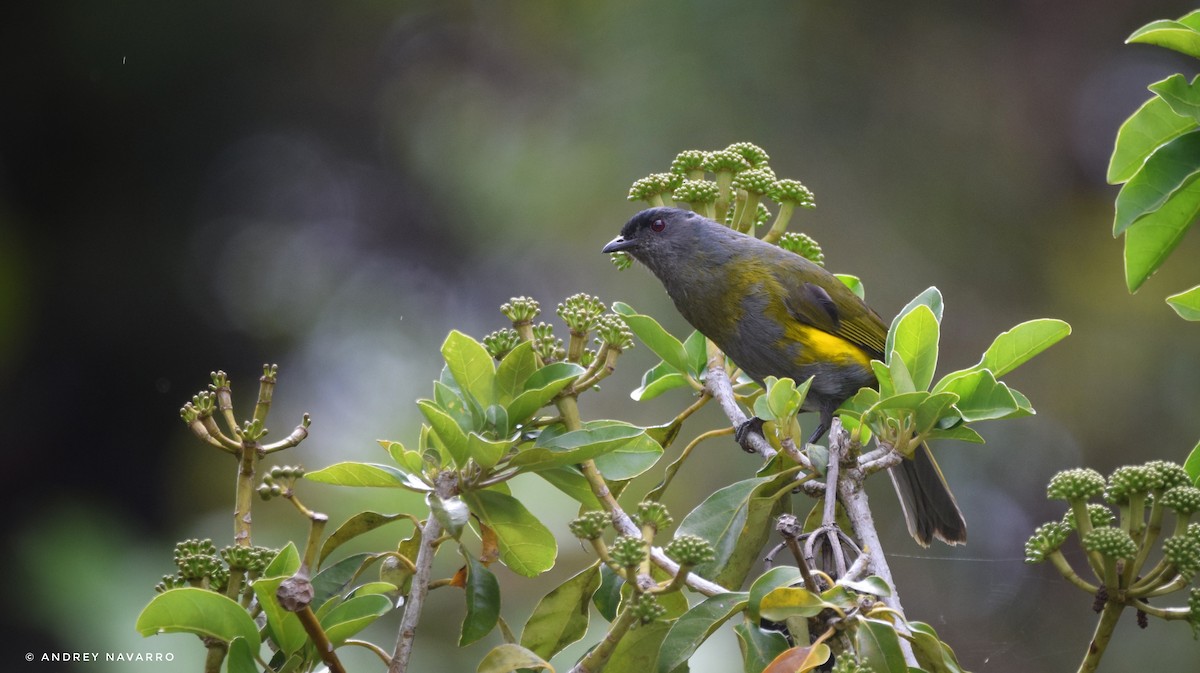 Black-and-yellow Silky-flycatcher - ML619606794