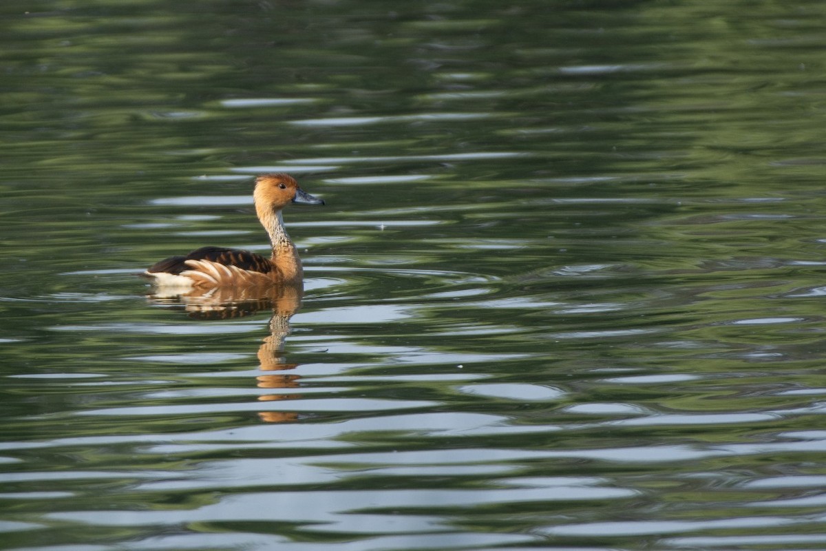 Fulvous Whistling-Duck - ML619606795
