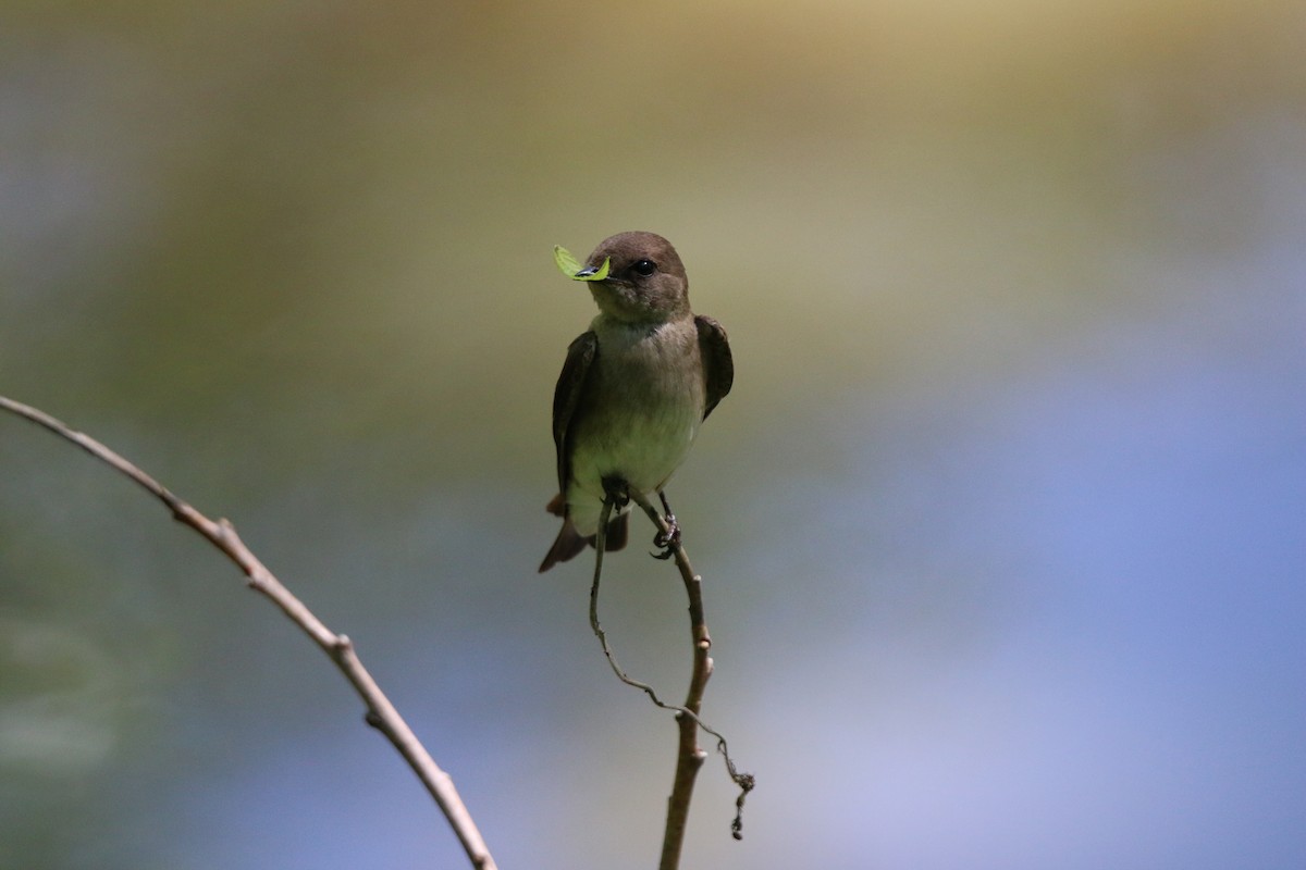 Northern Rough-winged Swallow - ML619606818