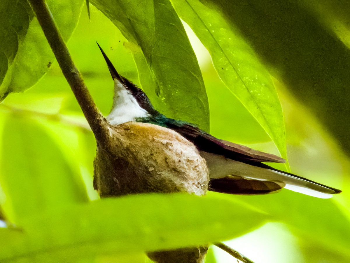 kolibřík purpurovohlavý - ML619606832