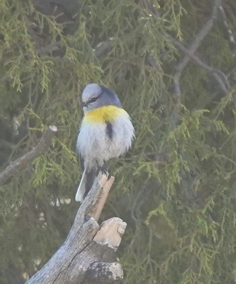 Azure Tit (Yellow-breasted) - ML619606857
