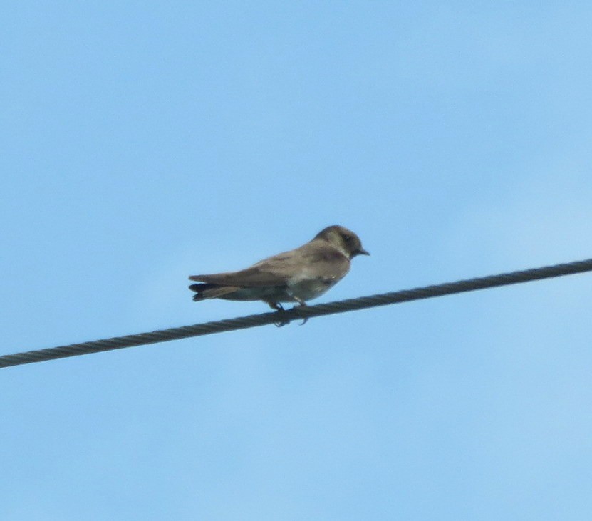 Northern Rough-winged Swallow - ML619606892