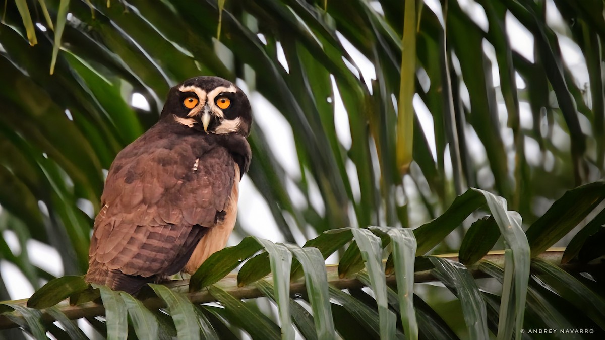 Spectacled Owl - ML619606896
