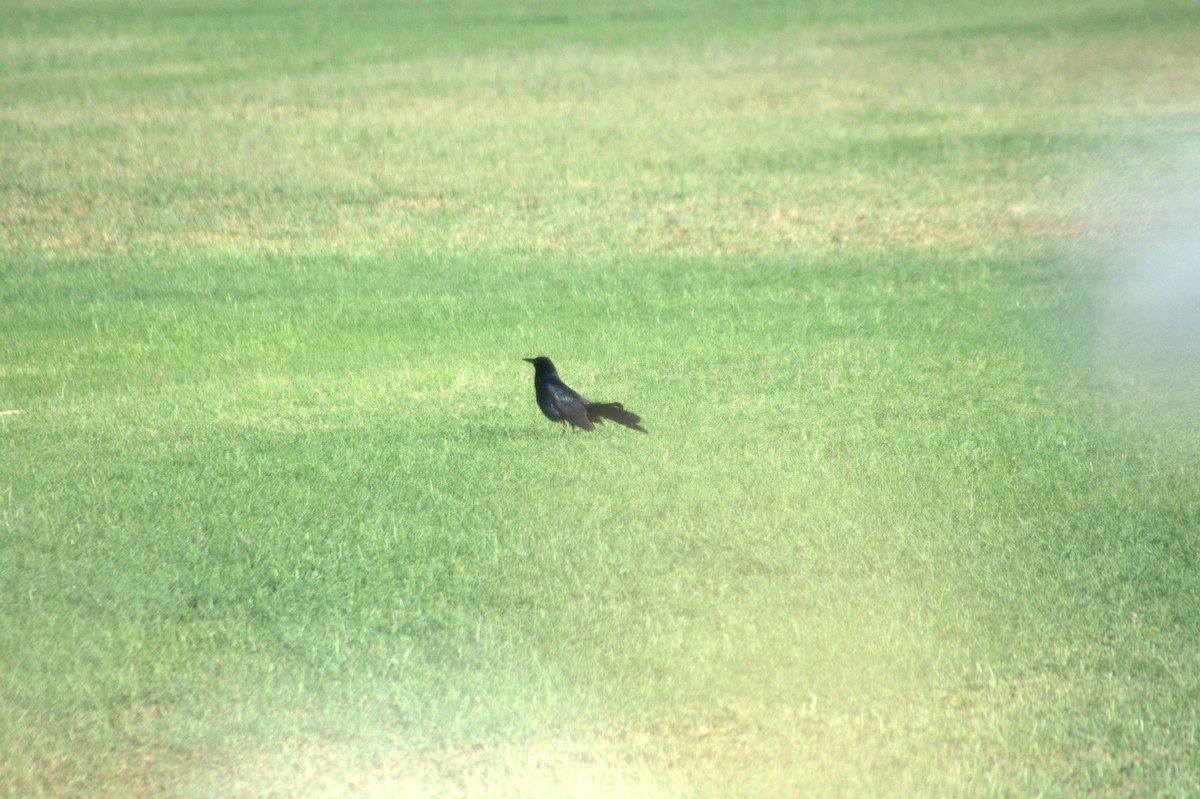 Great-tailed Grackle - ML619606897