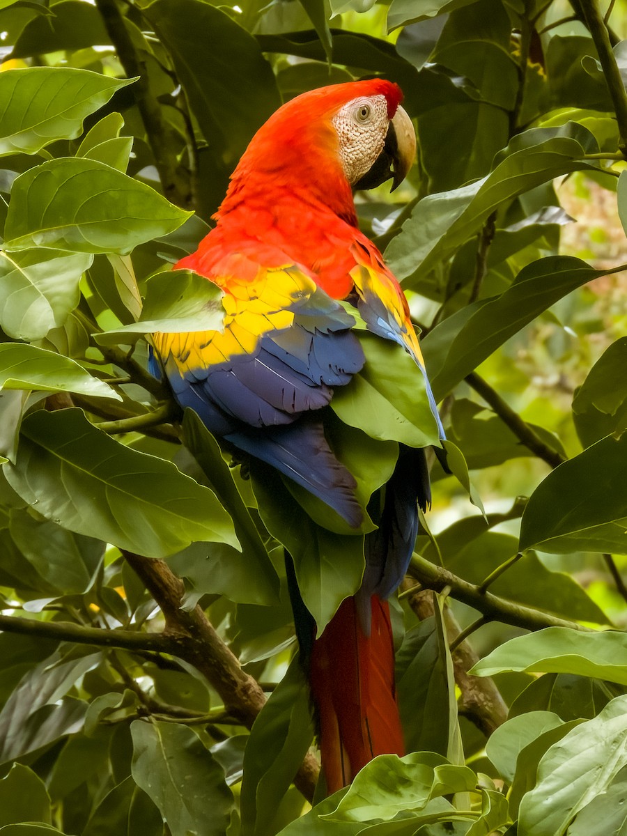 Scarlet Macaw - ML619606951