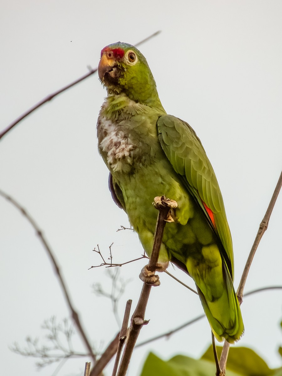 Red-lored Parrot - ML619606968