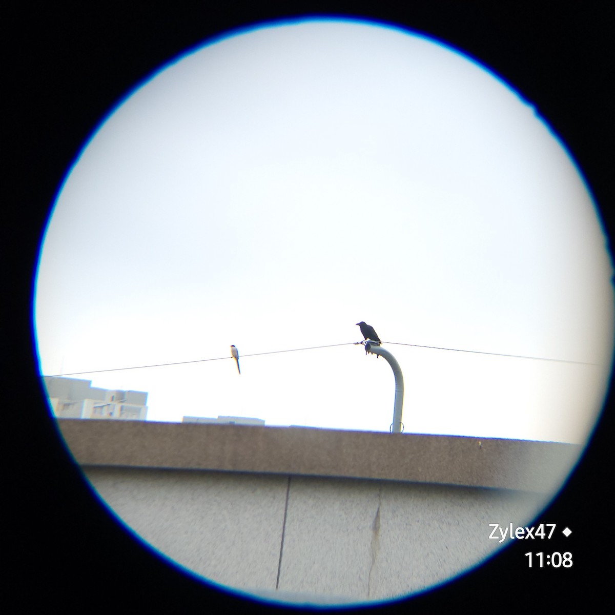 Large-billed Crow (Large-billed) - ML619606994