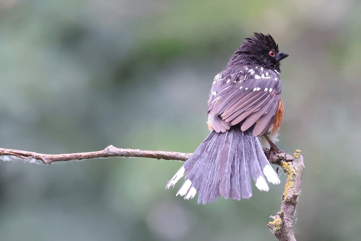Spotted Towhee - ML619607008