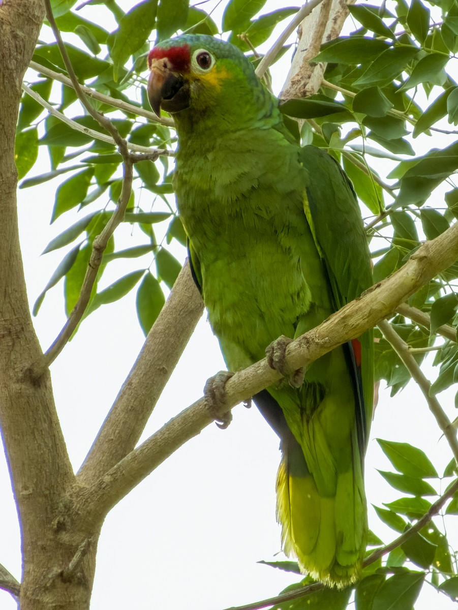 Red-lored Parrot - ML619607039