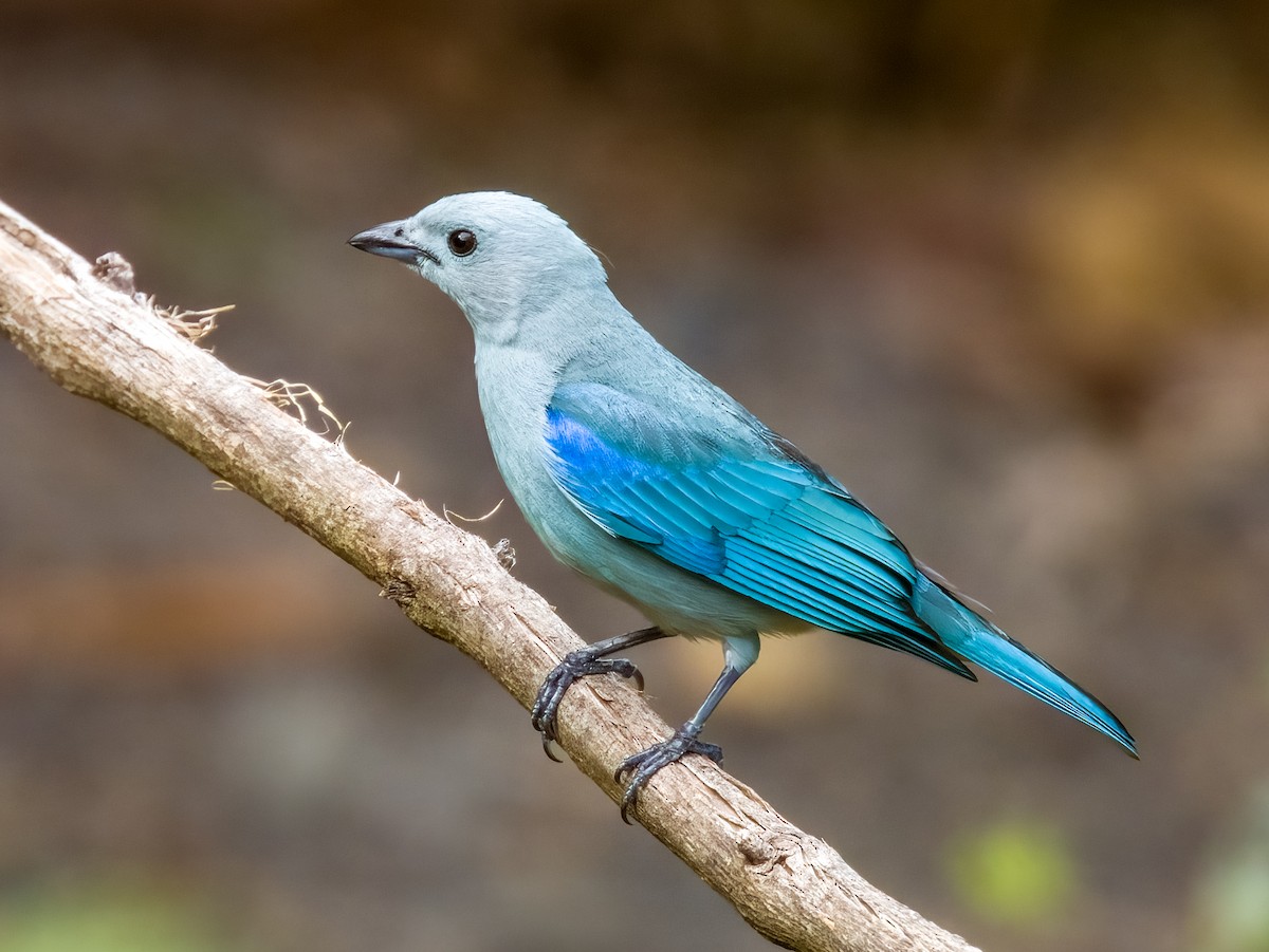 Blue-gray Tanager - ML619607059