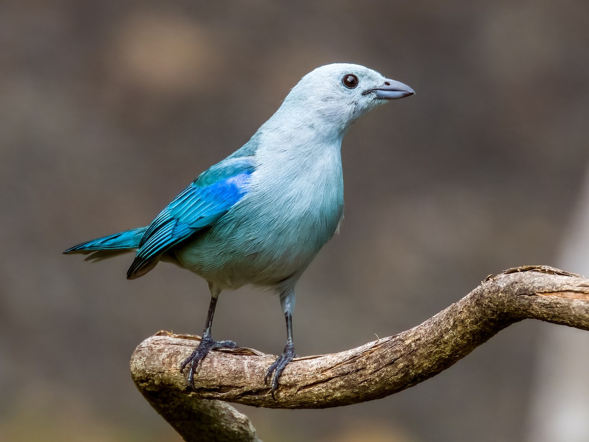 Blue-gray Tanager - ML619607061