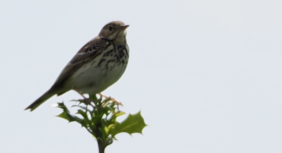 Meadow Pipit - ML619607088