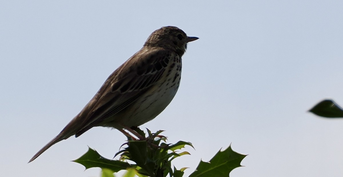 Meadow Pipit - ML619607089