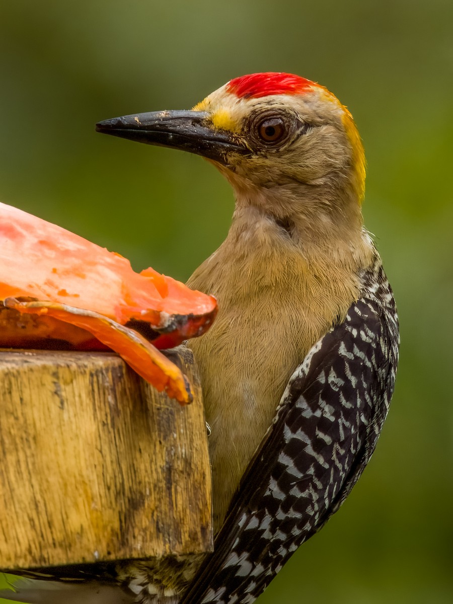 Hoffmann's Woodpecker - ML619607095