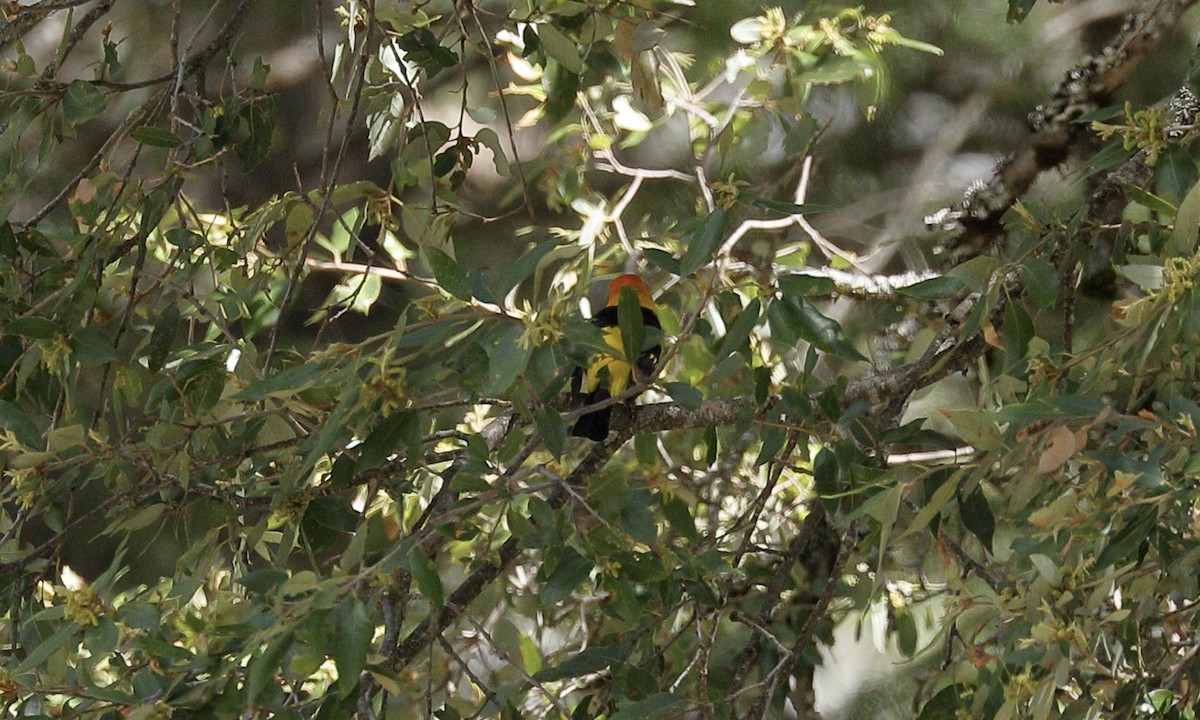 Western Tanager - ML619607134
