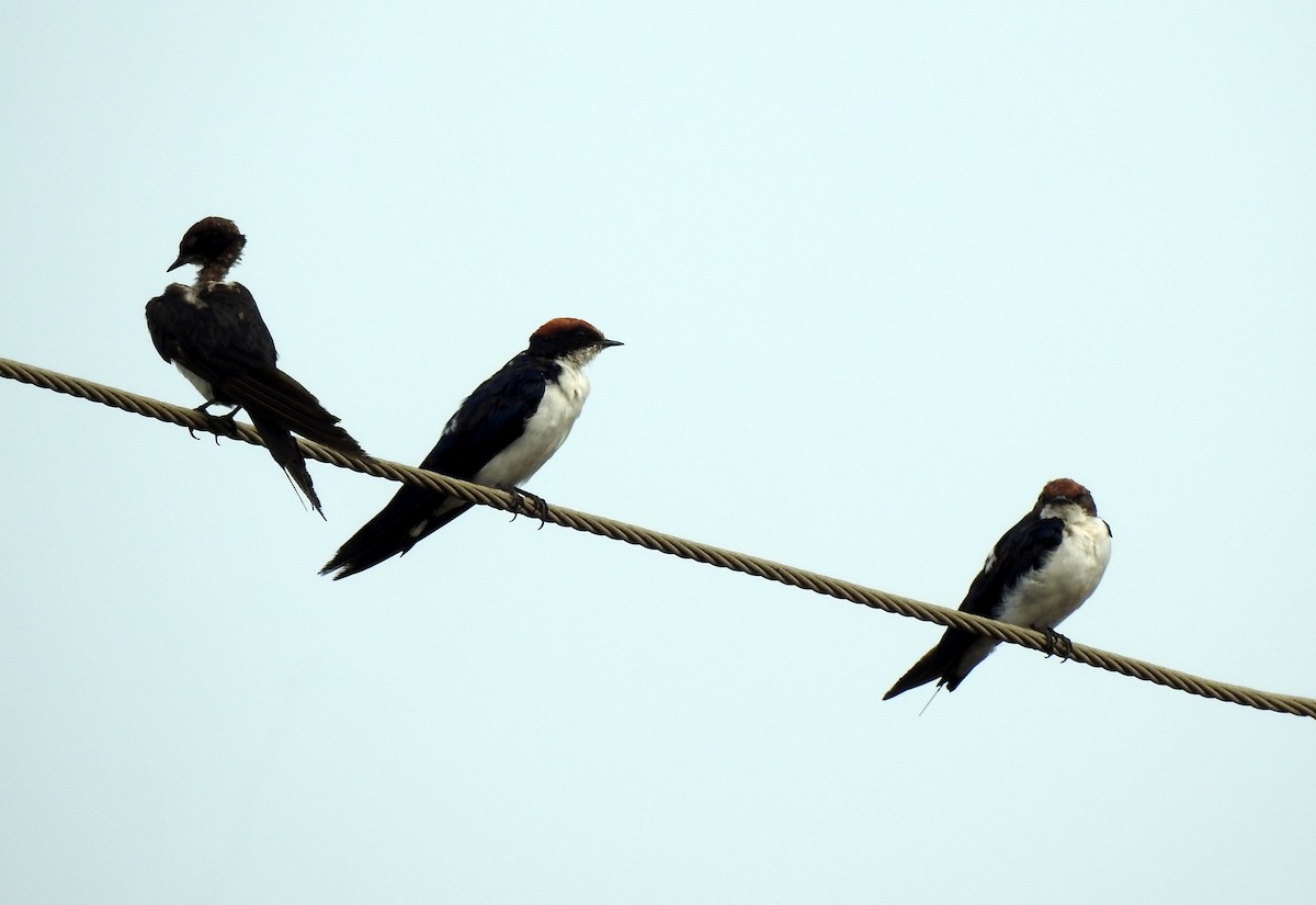 Wire-tailed Swallow - ML619607149