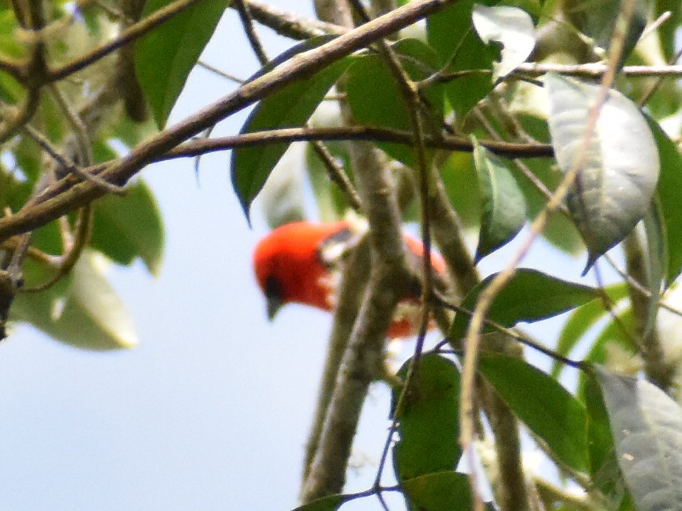 White-winged Tanager - ML619607154