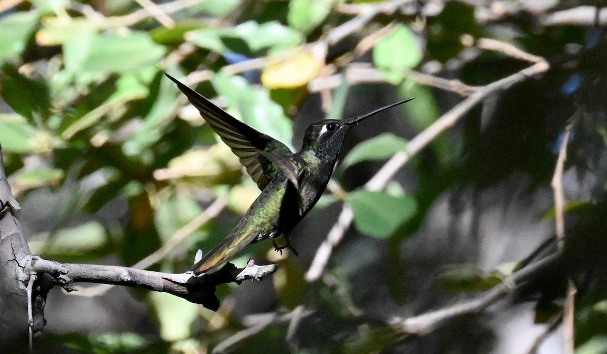 Rivoli's Hummingbird - ML619607195