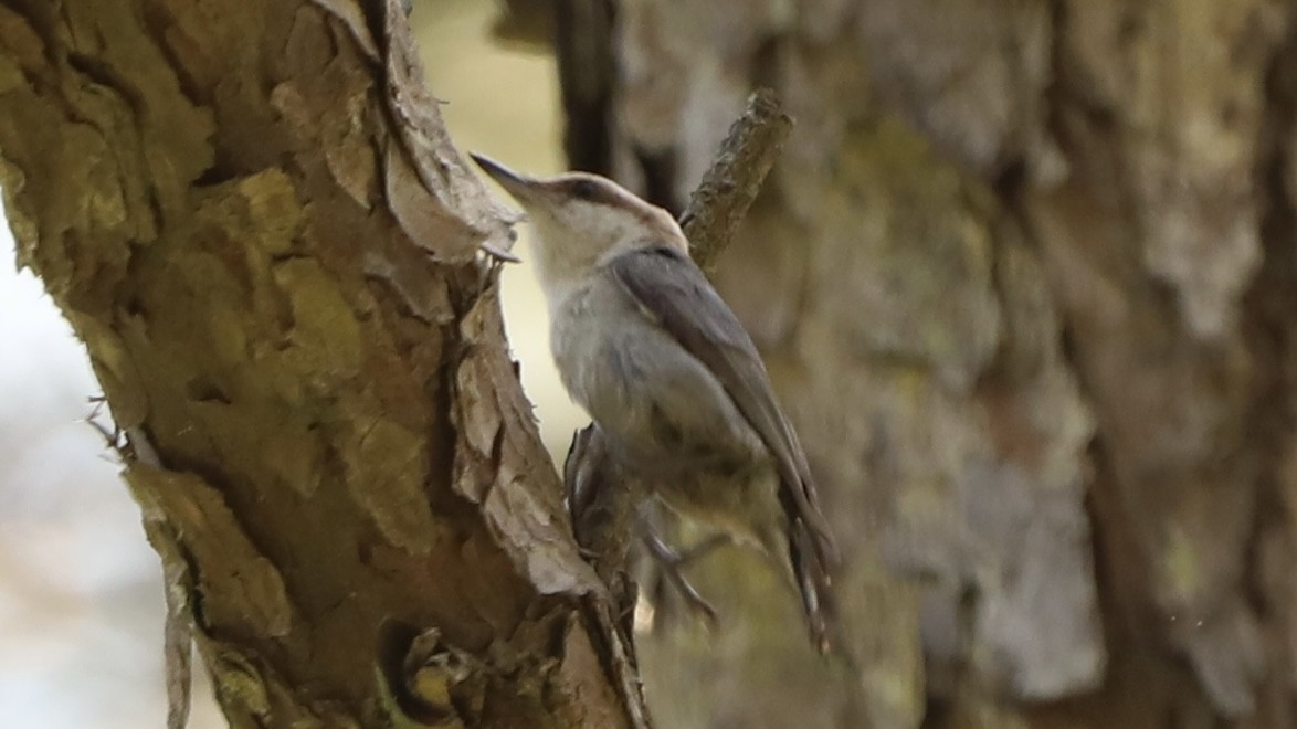 Brown-headed Nuthatch - ML619607208