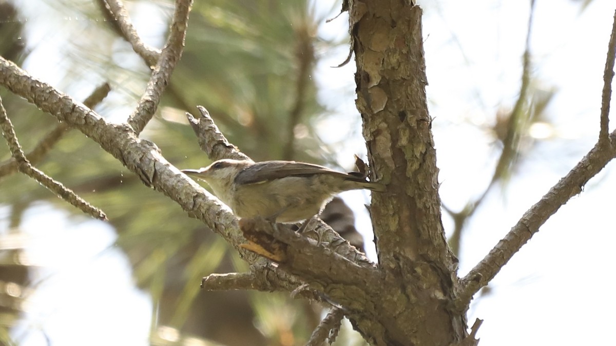 Brown-headed Nuthatch - ML619607209