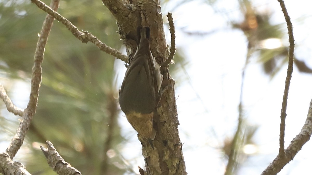 Brown-headed Nuthatch - ML619607211