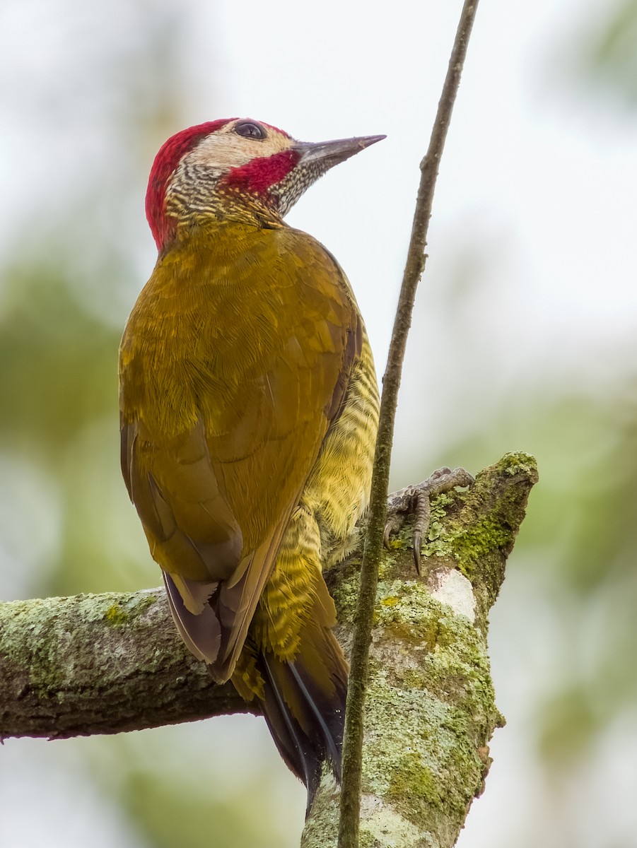 Golden-olive Woodpecker - ML619607215