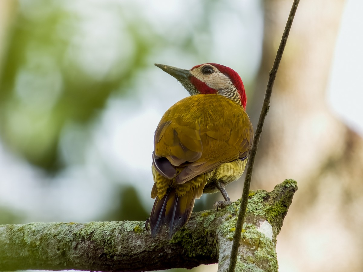 Golden-olive Woodpecker - ML619607222