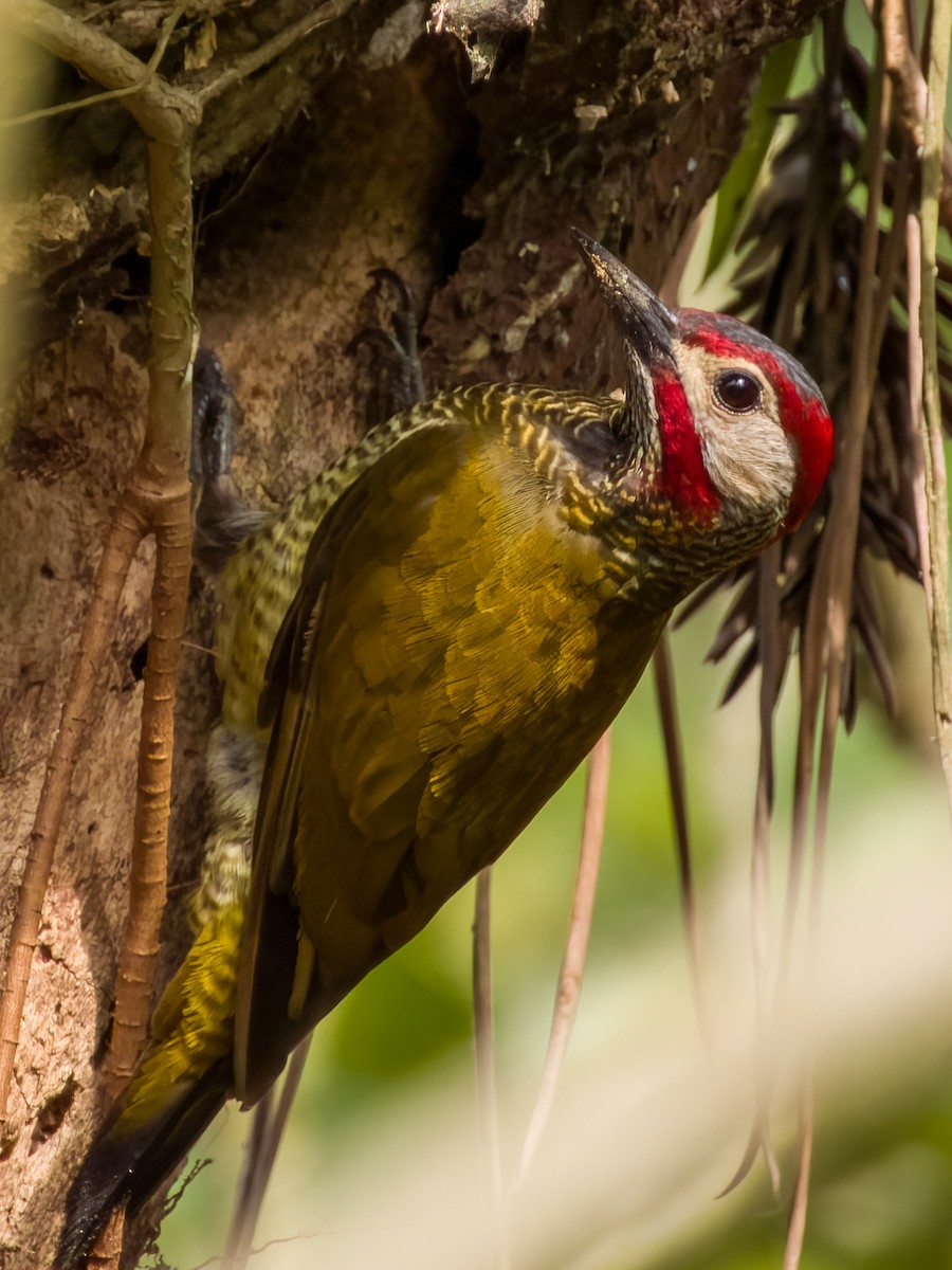 Golden-olive Woodpecker - ML619607223