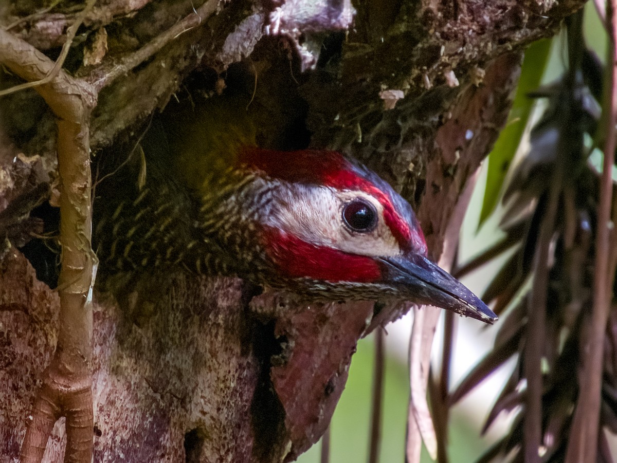 Golden-olive Woodpecker - ML619607225