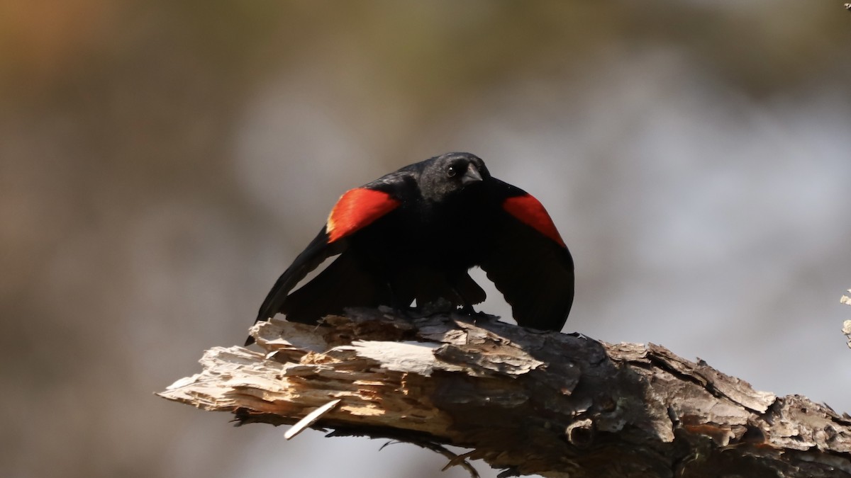 Red-winged Blackbird - ML619607227
