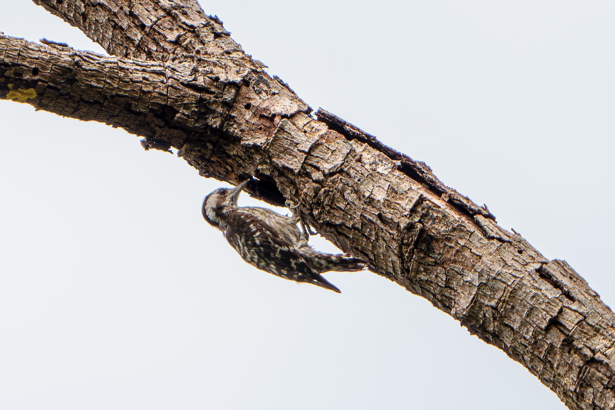 Gray-capped Pygmy Woodpecker - ML619607254