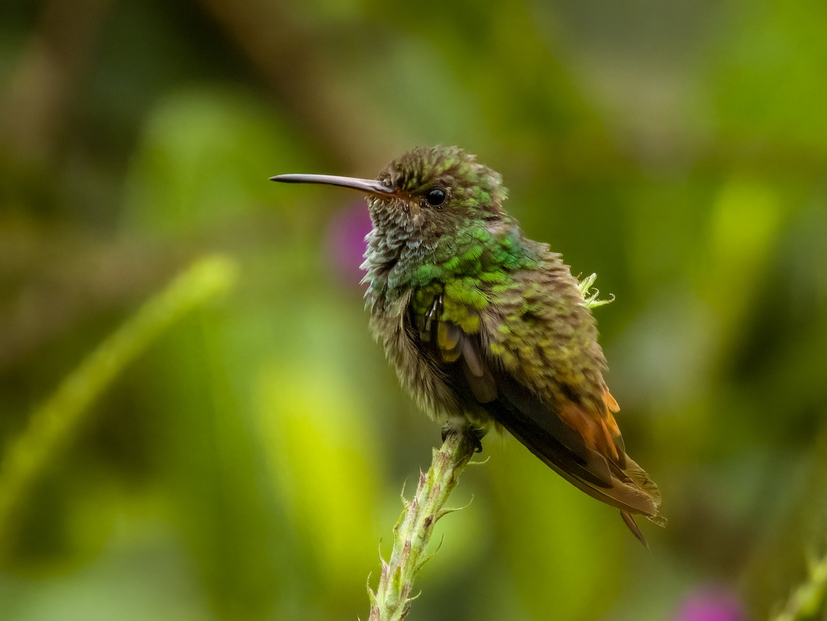 Rufous-tailed Hummingbird - ML619607256
