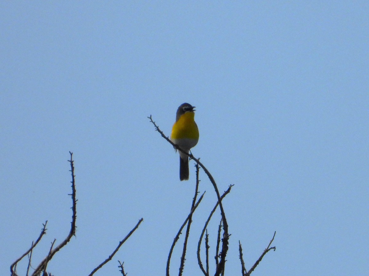 Yellow-breasted Chat - ML619607283